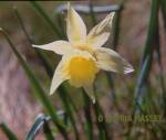 Wild Daffodil

Format: Medium