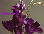 Eustoma russellianum Kyoto Purple

Format: Medium