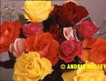 Mixed coloured roses

Format: Medium