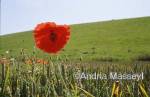 Common Poppy in Wheatfield

Format: 35mm