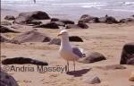 Herring Gull

Format: 35mm