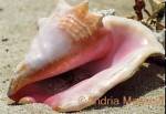 Conch Shell Belize

Format: 35mm