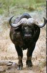 Buffalo - Kruger National Park South Africa

Format: Print