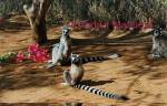 Ring Tailed Lemur - Madagascar

Format: Print