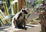 Ring Tailed Lemur - Madagascar

Format: Print
